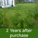 DELIVERED SEPTEMBER 2022 Western Red Cedar Tree (Thuja plicata) 20cm-40cm Trees , FAST GROWING + EVERGREEN + NOISE REDUCTION + SHADE TOLERANT **FREE UK MAINLAND DELIVERY + FREE 100% TREE WARRANTY**